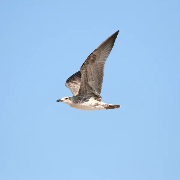 Mewa latająca na błękitnym niebie — Zdjęcie stockowe