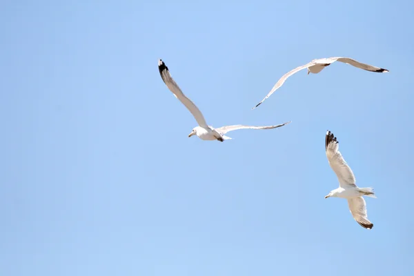 Gabbiano che vola sul cielo blu — Foto Stock