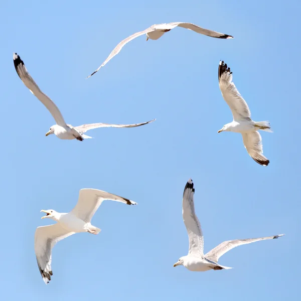 Чайки, летающие в голубом небе — стоковое фото