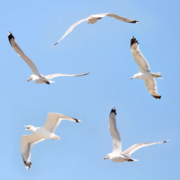 Meeuwen vliegen onder de blauwe hemel — Stockfoto