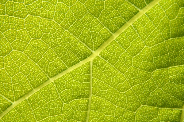 Makro z zielonego liścia winorośli — Zdjęcie stockowe