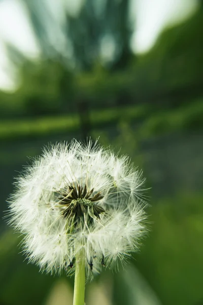 Löwenzahn — Stockfoto