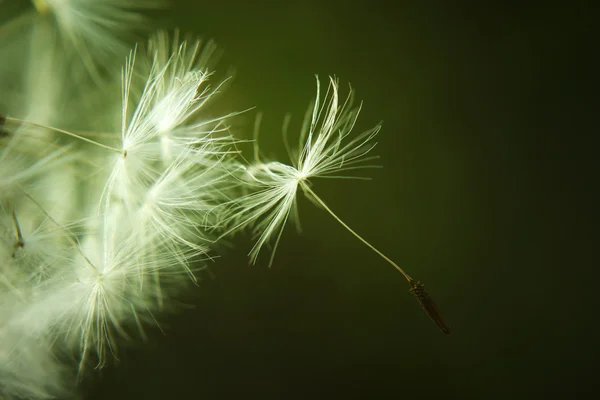 Paardebloem zaad klaar om te worden geblazen in de blauwe lucht. vrijheid en tr — Stockfoto