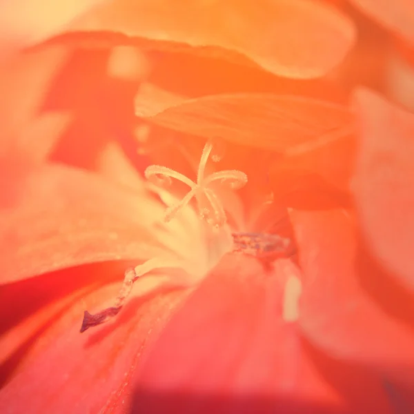 Макро-снимок лилии в холодных винтажных цветах — стоковое фото