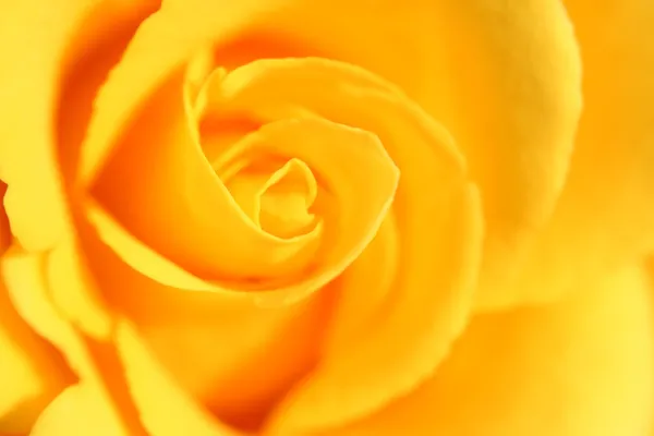 Yellow rose flower as close up — Stock Photo, Image