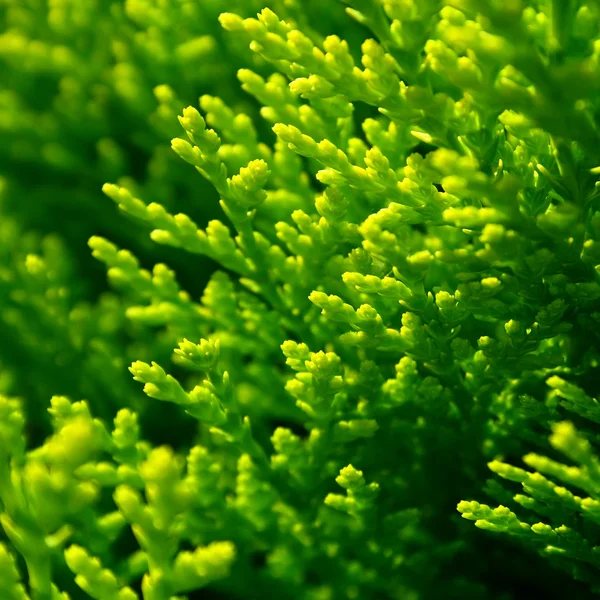 Абстрактний зелений фон з величезним макропідвищенням — стокове фото