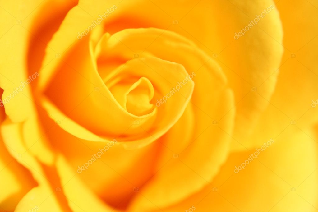 Yellow rose flower as close up Stock Photo by ©Studio24h 19094713