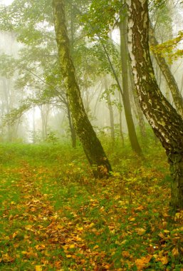 Sonbahar huş ağacı yolu sisli sabahlarda