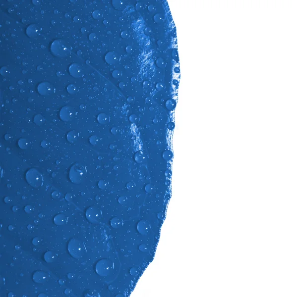 Foglia blu con gocce d'acqua isolate — Foto Stock