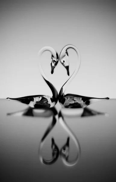 Fundo de São Valentim com dois cisnes apaixonados — Fotografia de Stock