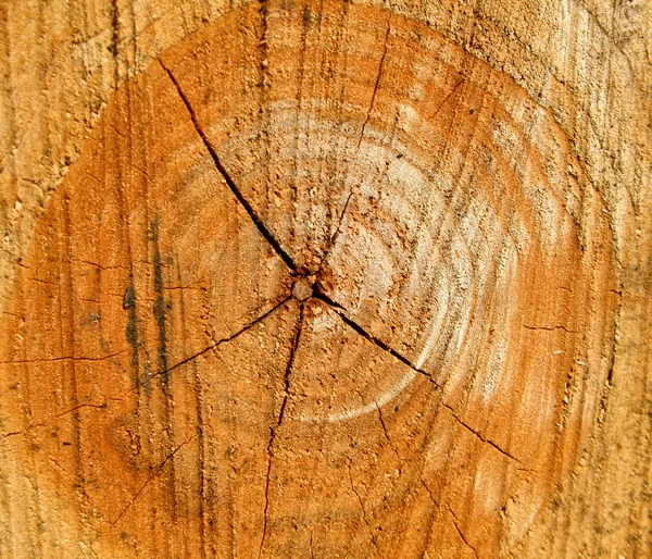 Textura de madeira — Fotografia de Stock