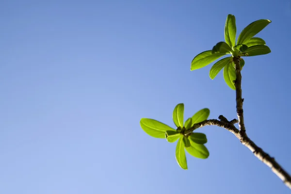 Hojas verdes entre el cielo azul —  Fotos de Stock