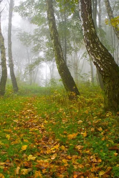 Podzimní březová lesní cesta během mlhavého rána — Stock fotografie