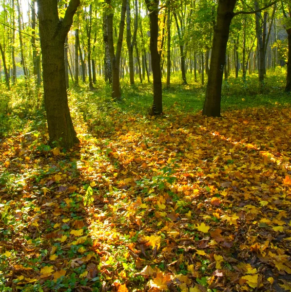 Caminho da floresta de outono — Fotografia de Stock