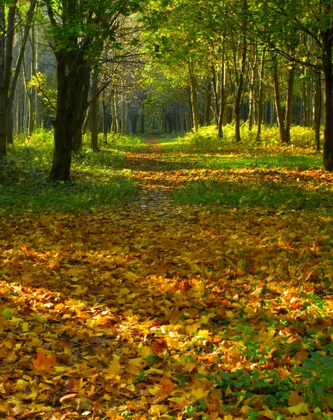 Caminho da floresta de outono — Fotografia de Stock