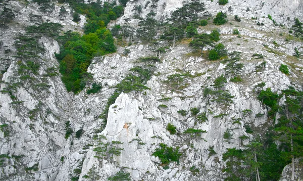 Mur de montagne couvert d'arbres, de mousse et de rochers — Photo