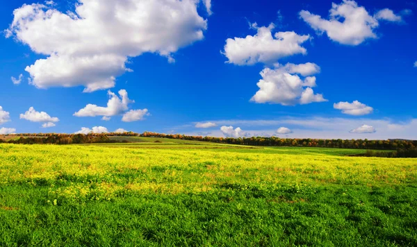 Зеленая трава и голубое небо с белыми облаками — стоковое фото