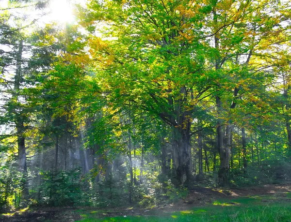 Skogen med strålar av ljus — Stockfoto