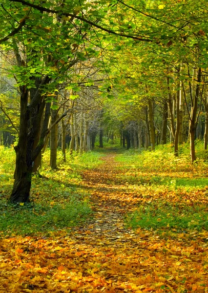 秋の森道 — ストック写真