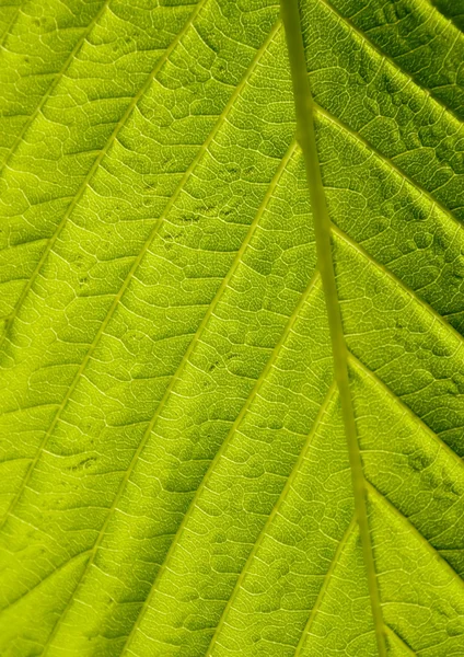 Yeşil yapraklı makro çekim Telifsiz Stok Imajlar