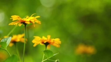 Yaz çiçek çiçeklenme