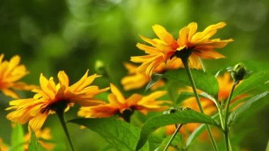 Yaz çiçek çiçeklenme