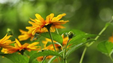 Yaz çiçek çiçeklenme