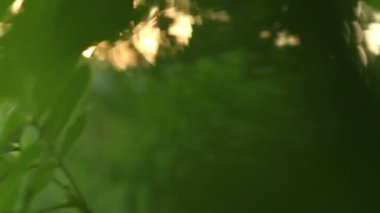 serin güneş ışınları ile yeşil yapraklar