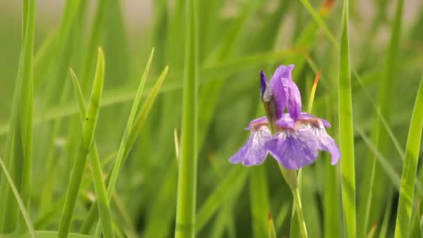 Flor de orquídea — Vídeo de Stock