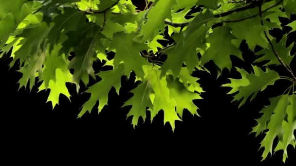 Oak leaves — Stock Video