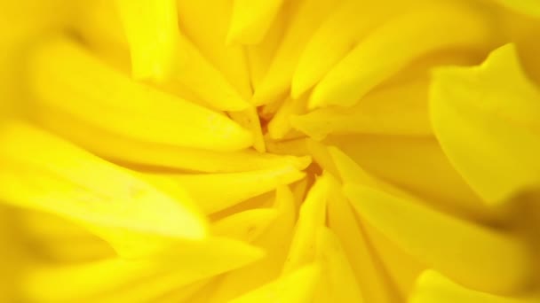 Fiore estivo giallo macro — Video Stock