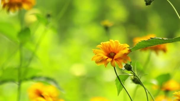 Flores de verano floreciendo — Vídeos de Stock