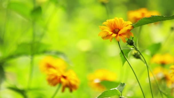 Flores de verão florescendo — Vídeo de Stock