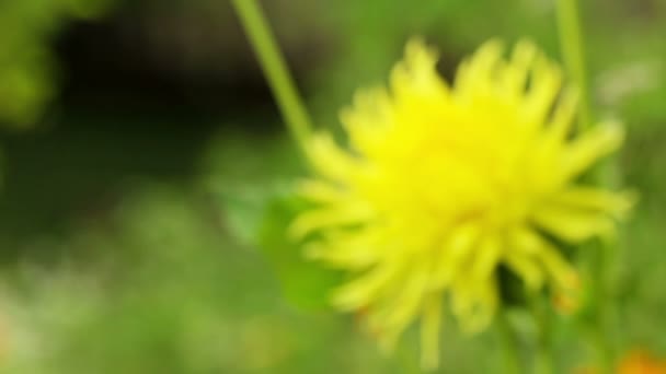 Flores de verano floreciendo — Vídeos de Stock