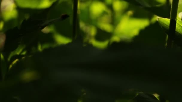 Foglie di fiori verdi con raggi di sole nei raggi del tramonto — Video Stock