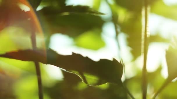 Zöld levelek a napsugarak — Stock videók