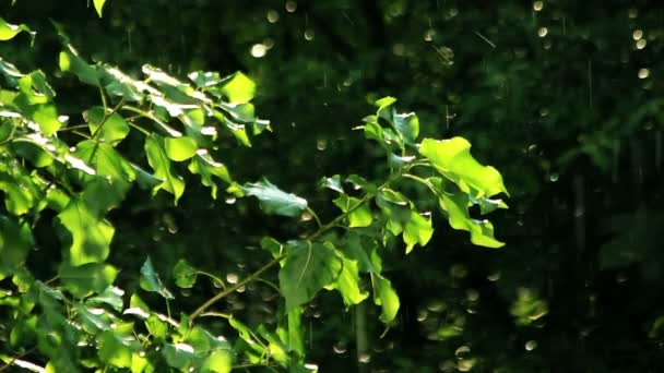 Spring leafs under raining — Stock Video