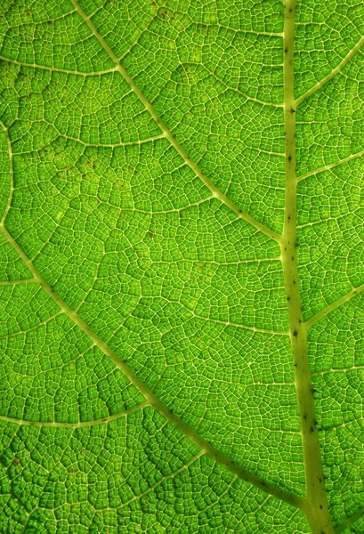 Groene blad macro close-up. — Stockfoto