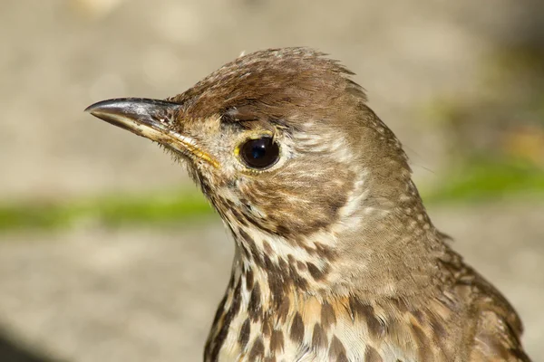 Young British Song Thrush (Turdus philomelos) close up. — Stock Photo, Image