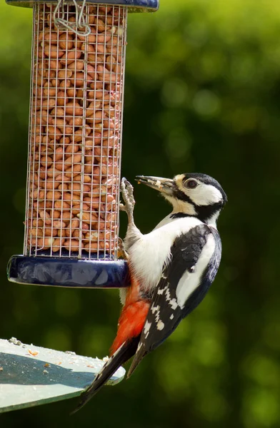Great Spotted Woodpecker (Dendrocopos major) feeding from a garden bird fee Stock Photo
