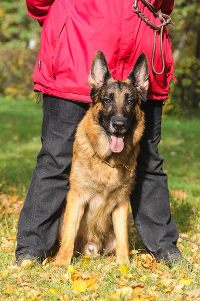 Oturma köpek — Stok fotoğraf