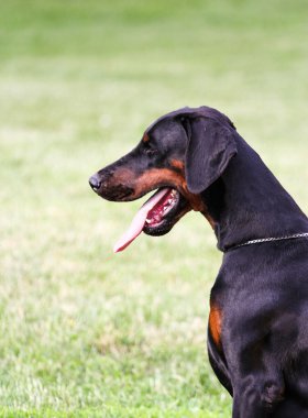 Doberman köpek