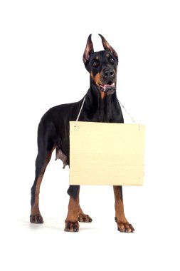 NET karton ile Doberman köpek