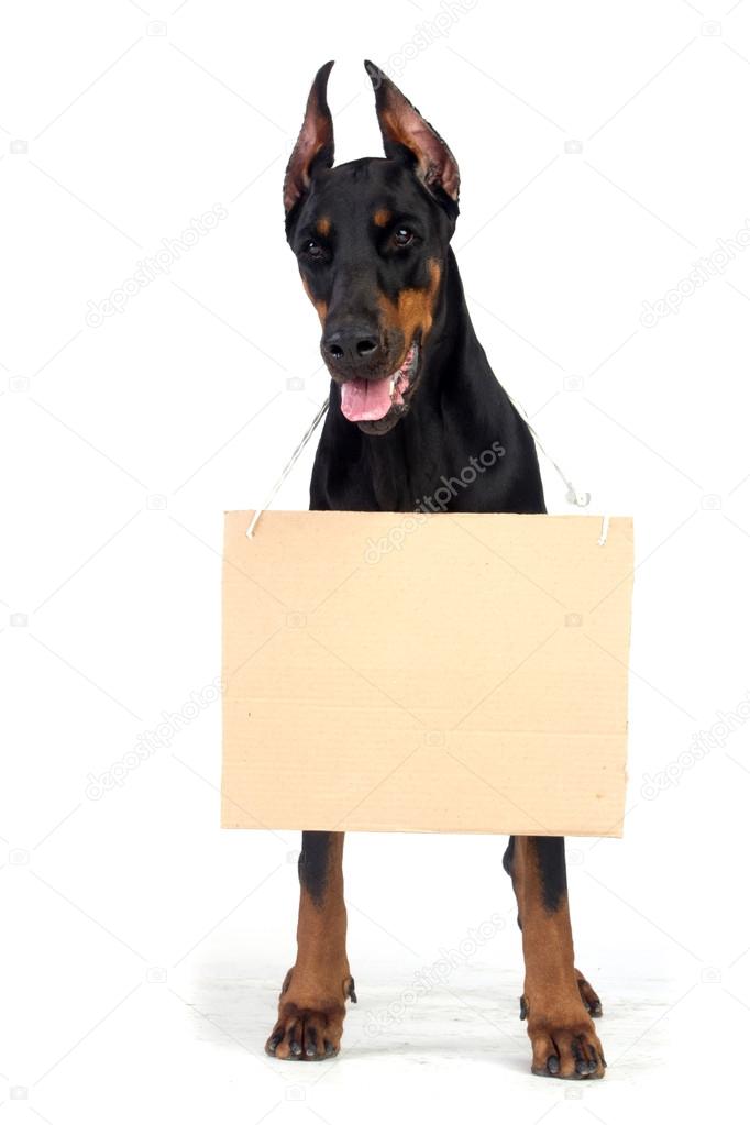 Doberman dog with clear cardboard