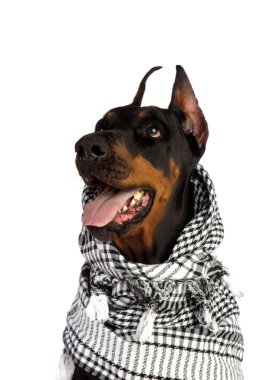 Dobermann köpeği siyah kufiya