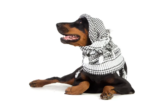 Pes Dobermann v černé kufiya — Stock fotografie