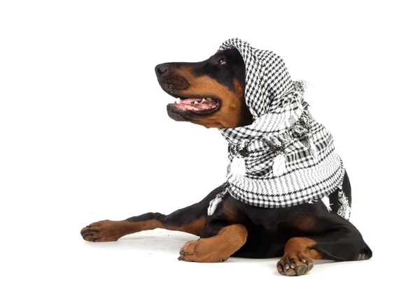 Dobermann cane in kufiya nero — Foto Stock