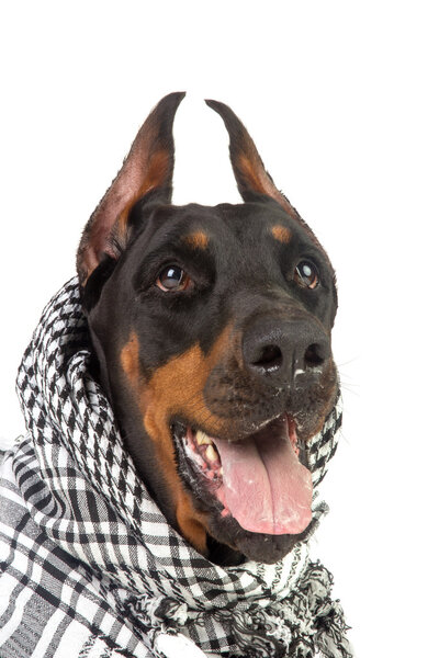 Dobermann dog in black kufiya