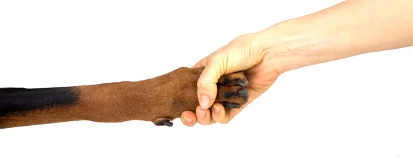Friendship between human and animal - puppy give woman paw - han — Stock Photo, Image