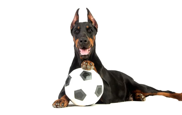 Stor doberman hund med boll på vit bakgrund — Stockfoto